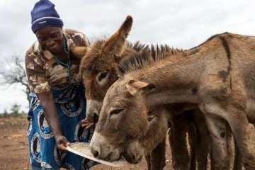 மிக விரைவில் இது நடக்கும்... மில்லியன் கணக்கான உயிரினங்கள் மடியும்: எச்சரிக்கும் நிபுணர்கள்