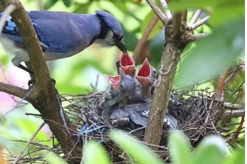 இனப்பெருக்கத்திற்கு ஆபத்தாக மாறும் Light - இவ்வளவு பக்கவிளைவுகளா?
