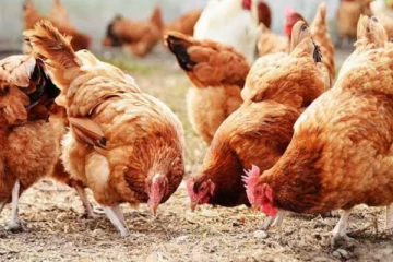 இயற்கை அனர்த்தங்களால்15 இலட்சம் கோழிகள் உயிரிழப்பு