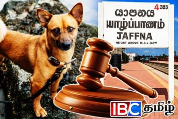 யாழில் வளர்ப்பு நாயை கட்டுப்பாடின்றி வீதியில் விட்டவருக்கு நீதிமன்றின் உத்தரவு