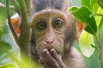 சீனாவில் குரங்கில் இருந்து பரவிய வைரஸ் தாக்கி ஊழியர் பலி