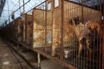 தென் கொரியாவில் நாய் இறைச்சியை சாப்பிடும் மக்கள்: அரசு எடுத்த அதிரடி முடிவு!