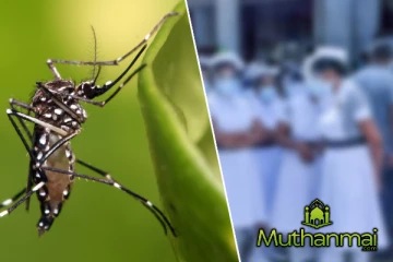 டெங்குவினால் பாதிக்கப்பட்ட சுகாதார ஊழியர்களின் எண்ணிக்கை அதிகரிப்பு