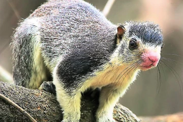 இலங்கையின் தேசிய பாலூட்டி பட்டியலில் இருந்து ராட்சத அணிலை நீக்க தீர்மானம்