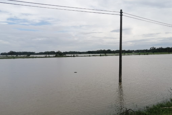 மீண்டும் கனமழை! வெள்ளத்தில் மூழ்கிய வயல் நிலங்கள் | Heavy Rains Again Flooded Fields மீண்டும் கனமழை! வெள்ளத்தில் மூழ்கிய வயல் நிலங்கள் | Heavy Rains Again Flooded Fields