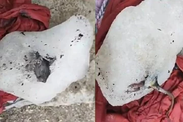 வெளியே ஜூஸ் வாங்கி குடிப்போர் கவனத்திற்கு! ஐஸ் கட்டியில் இறந்த எலி - பகீர் சம்பவம்!