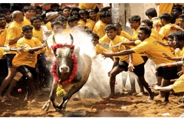 கட்டுப்பாடுகளுடன் ஜல்லிக்கட்டு நடத்தப்படும் ; அனுமதி அளித்து அரசாணை வெளியிட்டது தமிழக அரசு