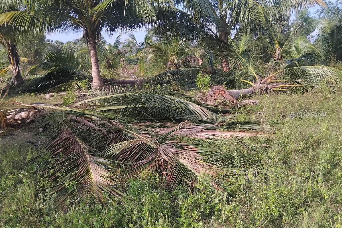 கிளிநொச்சியில் காட்டு யானைகள் அச்சுறுத்தல் அதிகரிப்பு: தென்னை மரங்கள் சேதம் | Wild Elephant Scare In Kilinochchi