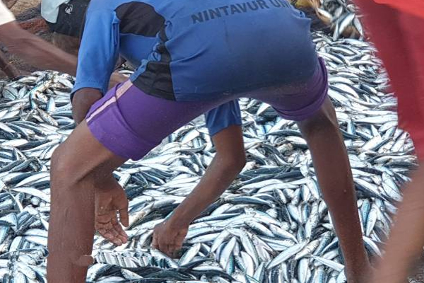 அம்பாறை மீனவர்களுக்கு அடித்த அதிர்ஷ்டம்! | Most Fish Caught In Ampara Kalmunai Climate Change