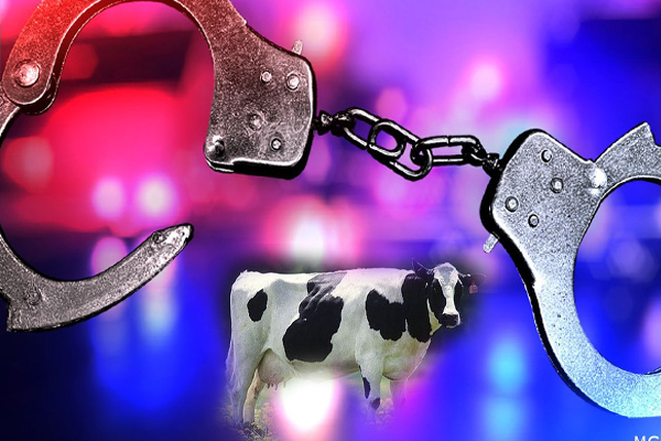 மாடு திருடியதால் பணிநீக்கம் செய்யப்பட்ட பொலிஸ் அதிகாரி! | A Police Officer Was Fired For Stealing A Cow
