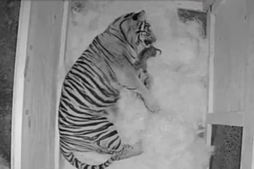 Viral Video! குட்டிகளை ஈன்றெடுக்கும் புலி- நெகிழ வைக்கும் வீடியோ காட்சிகள்