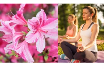 உங்க வீட்டில் இந்த பூ இருக்கா? வாழ்வில் தடைகள் உடைத்தெறியும் ரகசியங்கள்...!