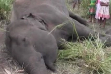 අනවසර විදුලි රැහැන අහින්සක ජිවිතයකට ගෙනා ඛේදවාචකය..