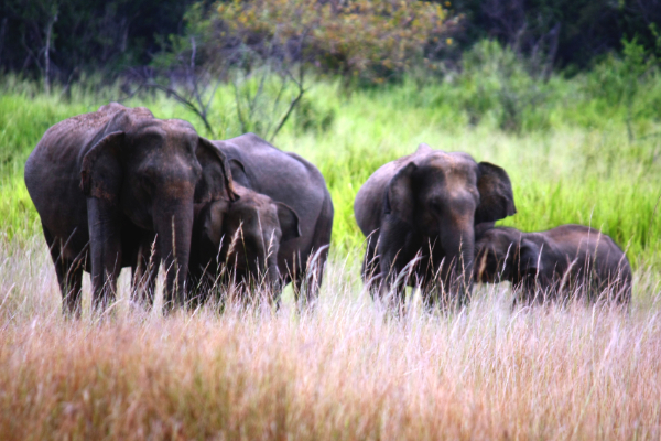 உலகிலே முதலிடத்திலுள்ள இலங்கை: எதில் தெரியுமா..! | Sri Lanka Tops Elephant Death Rate