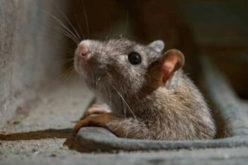 கம்பஹாவில் எலிக் காய்ச்சல் பரவும் அபாயம்