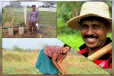 ජනපතිගෙන් ගොවීන්ට අපුරු තෑග්ගක්..