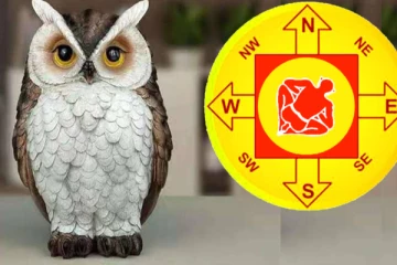 ஆந்தையின் படத்தை வீட்டில் வைப்பதால் அதிர்ஷ்டம் தேடி வருமா?