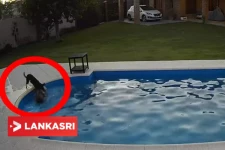 நீச்சல் குளத்தில் தவறி விழுந்து போராடிய பார்வையற்ற நாய்! படாதபாடுபட்டு தனியாளாக மீட்ட மற்றொரு நாய்: நெஞ்சை உருக்கும் காட்சி