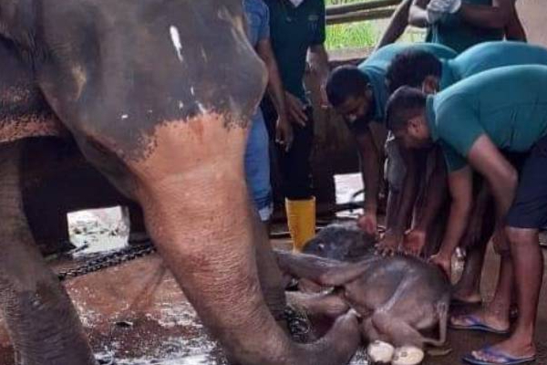 இலங்கை வரலாற்றில் முதல்முறை: இரட்டை குட்டிகளை ஈன்ற யானை! அழகிய புகைப்படங்கள் | For The First Time Sri Lanka Elephant Twin Cubs