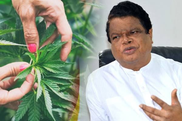 இலங்கையில் கஞ்சா ஏற்றுமதி: டயானா கமகேவின் கருத்தை நிராகரித்த பந்துல - ஐபிசி தமிழ்