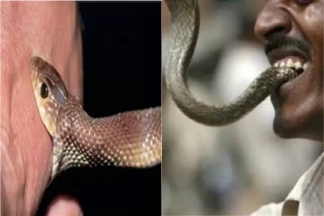 உயிர் பிழைக்க கடித்த பாம்பை திருப்பி கடித்த இளைஞர் - இறுதியில் என்ன ஆச்சு தெரியுமா?