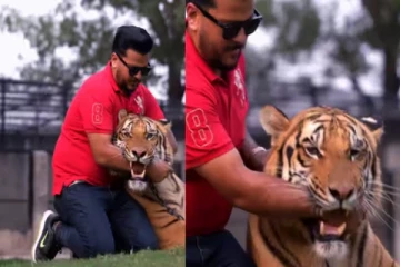 புலிக்கே கொடுமையா? வாயில் கையை விட்டு இன்ஸ்டா பிரபலம் செய்யும் கொடுமை