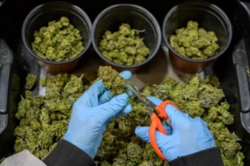 பிரான்ஸ் அரசு விதித்த தடை உத்தரவை மீறி கஞ்சா விற்பனைக்கு நீதிமன்றம் அனுமதி