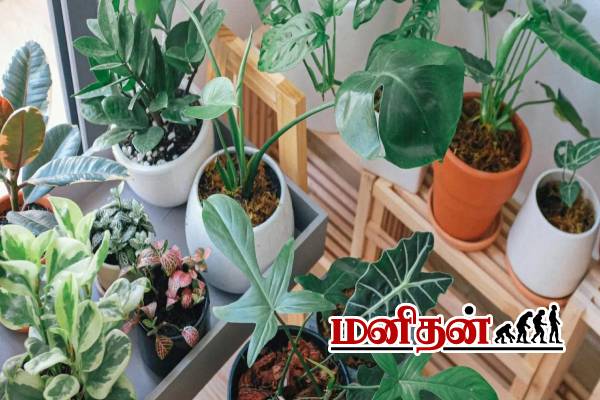Vastu Tips: வீட்டுல காசே இல்லையா? அப்போ இந்த செடிகளை தூக்கி போடுங்க | Vastu Tips Plants Bring Poverty To The House