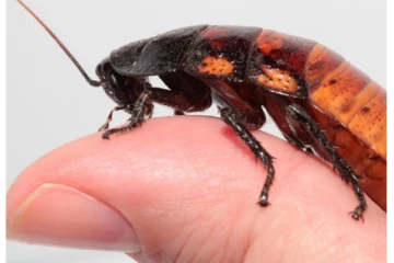 EX மேல கடுப்பா - காதலர் தினத்தில் கரப்பான் பூச்சிகளுக்கு பெயரிட அழைப்பு!