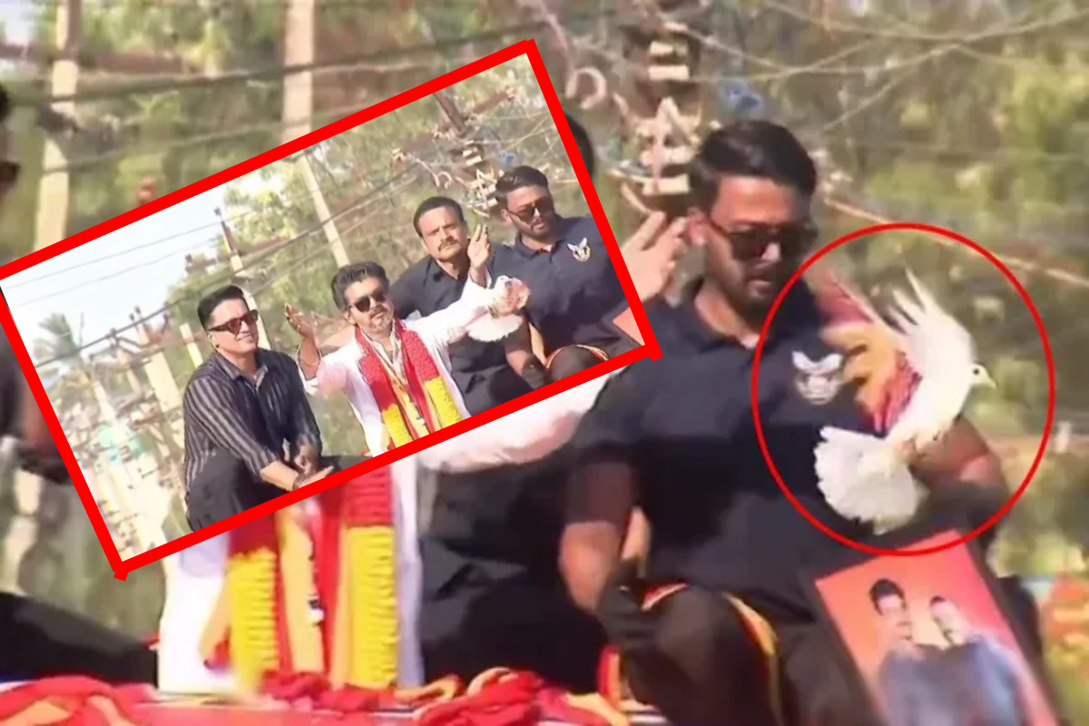 புறாவால் புது பிரச்சனையில் சிக்கிய தவெக தலைவர் விஜய் | Tvk Vijay New Trouble Pigeon Peta India Opposed