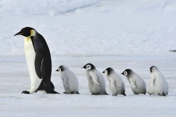 அழிவின் விழும்பிலுள்ள உயிரினம்; ஆய்வாளர்கள் எச்சரிக்கை!