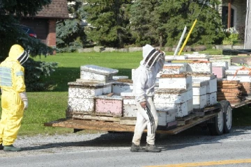 ரொறன்ரோவில் ட்ராக் வண்டியிலிருந்து கீழே வீழ்ந்த 5 மில்லியன் தேனீக்கள்!