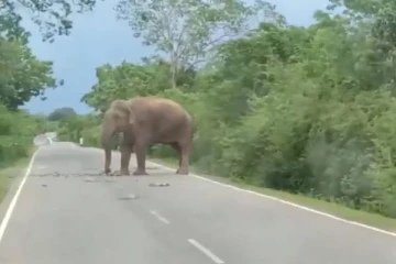 கதிர்காமம் சென்று முருகனை வழிபட்டு திரும்பும்போது வழிமறித்த விநாயகர்!