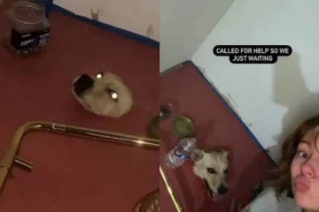 பாத்ரூமில் இருந்து வந்த சத்தம்.. ஓட்டை வழியாக எட்டிப்பார்த்து சிக்கிக்கொண்ட நாய்!