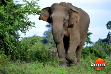 සද්දන්තයාගේ ප්‍රහාරයෙන් තිදරු පියා මරුට