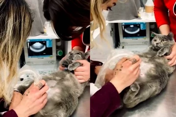 நிறைமாத கர்ப்பிணியாக இருக்கும் பூனை! ஸ்கேன் செய்யும் போது கொடுத்த வேறலெவல் ரியக்சன்