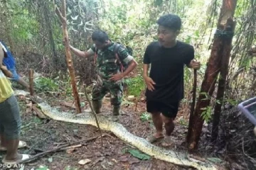 பெண்ணை விழுங்கிய 30 அடி நீளமுள்ள மலைப்பாம்பு... அதிர்ச்சியடைந்த மக்கள்