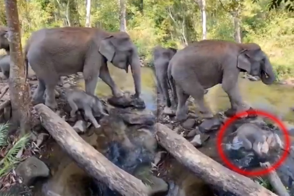 Viral Video: அம்மாவுடன் தண்ணீருக்குள் இறங்கிய குட்டியானை... பின்பு செய்த காரியத்தைப் பாருங்க | Small Elephant Drink Water Her Mother Elephant