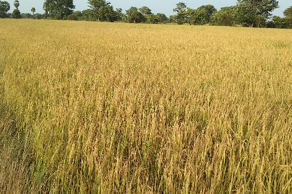 அறுவடைக்கு எரிபொருள் தேவை: விவசாயிகள் கோரிக்கை(Video) | Farmers Demand Fuel For Harvest