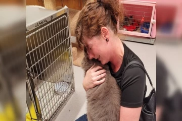 மூன்று ஆண்டுகள் காணாமல் போயிருந்த பூனை மீண்டும் எஜமானருடன் இணைவு