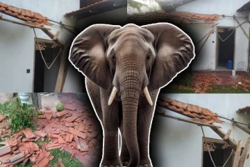 புத்தளத்தில் அதிகரித்த காட்டு யானைகளின் அட்டகாசம்