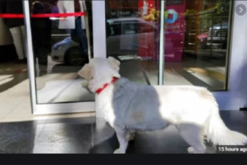 6 நாட்களாக மருத்துவமனை வாசலில் உரிமையாளருக்காக காத்திருந்த நாய்!