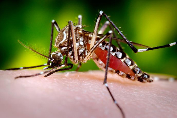 இலங்கையில் அதிகரித்துள்ள டெங்கு நோய் பரவல் | Increased Prevalence Of Dengue In Sri Lanka