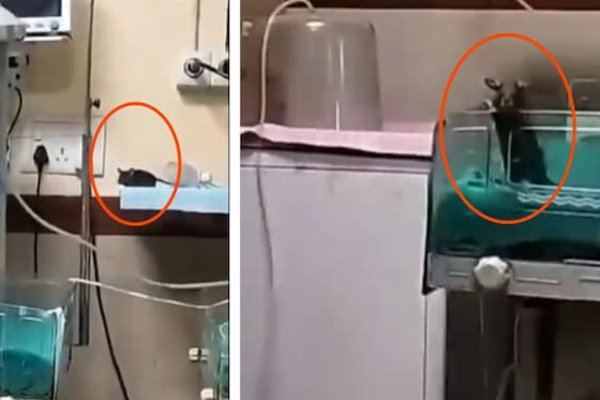 மருத்துவமனையில் பிறந்த சிசுவை கடித்து குதறிய எலிகள்; சம்பவத்தால் அதிர்ச்சி | Rats Bite Newborn Baby