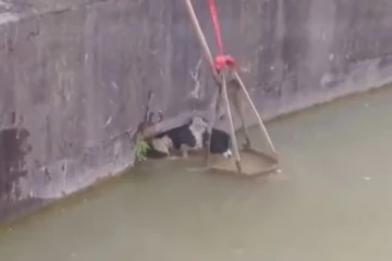 தண்ணீரில் தத்தளித்த நாய்! ஊரே திரண்டு காப்பாற்றிய ஆச்சரியம்