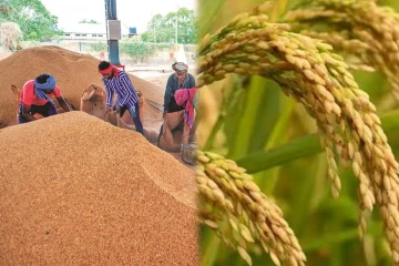 விவசாயிகளிடம் இருந்து 33000 தொன் நெல் கொள்வனவு