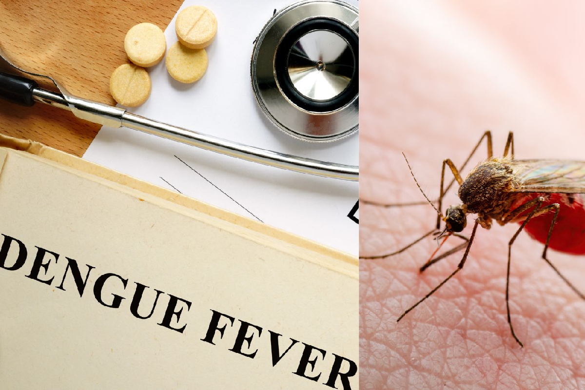 தென் மாகாணத்தை அச்சுறுத்தும் டெங்கு | Severe Dengue Risk In Southern Province