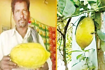 எலுமிச்சை மரத்தில் காய்த்த அதிசய பழம்: ஆச்சரியமூட்டும் செய்தி