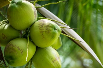 பச்சிளம் குழந்தைக்கு எமனான தேங்காய்