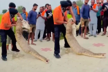 கன்றுக்குட்டியை விழுங்கிய ராட்சத மலைப்பாம்பு... திகிலை ஏற்படுத்திய காட்சி